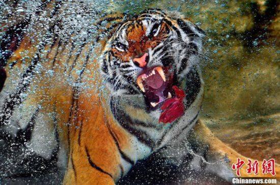 [ 到最新回文 ] 2015-04-12 06:58:29 运动家加油 老虎好猛继续轰